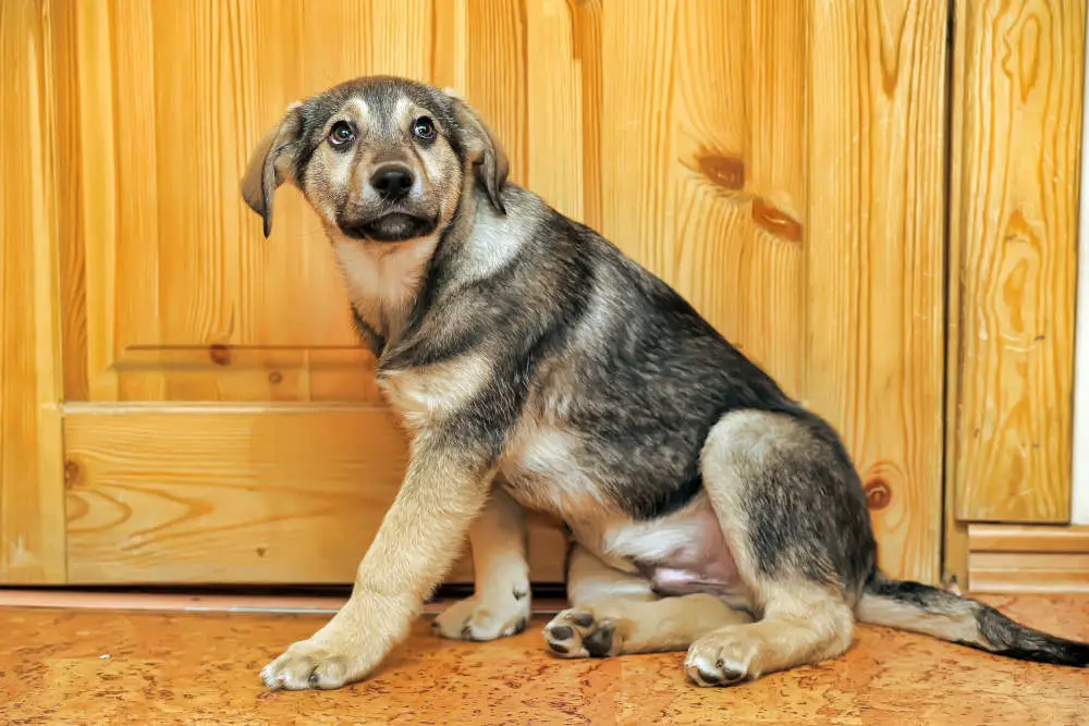 Dog in house looking up