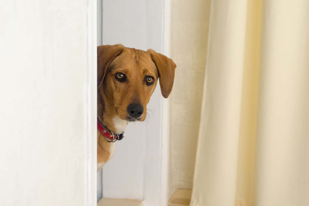 Dog peeking around corner