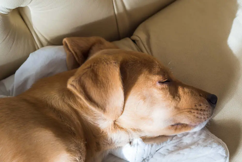 Dog sleeping on couch