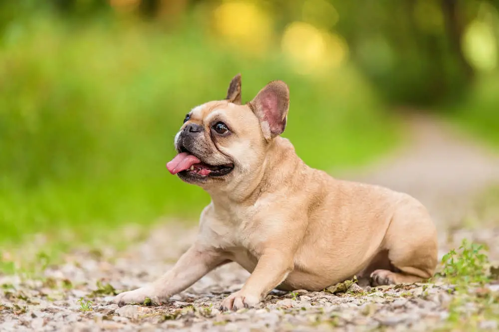 French Bulldog happy outside