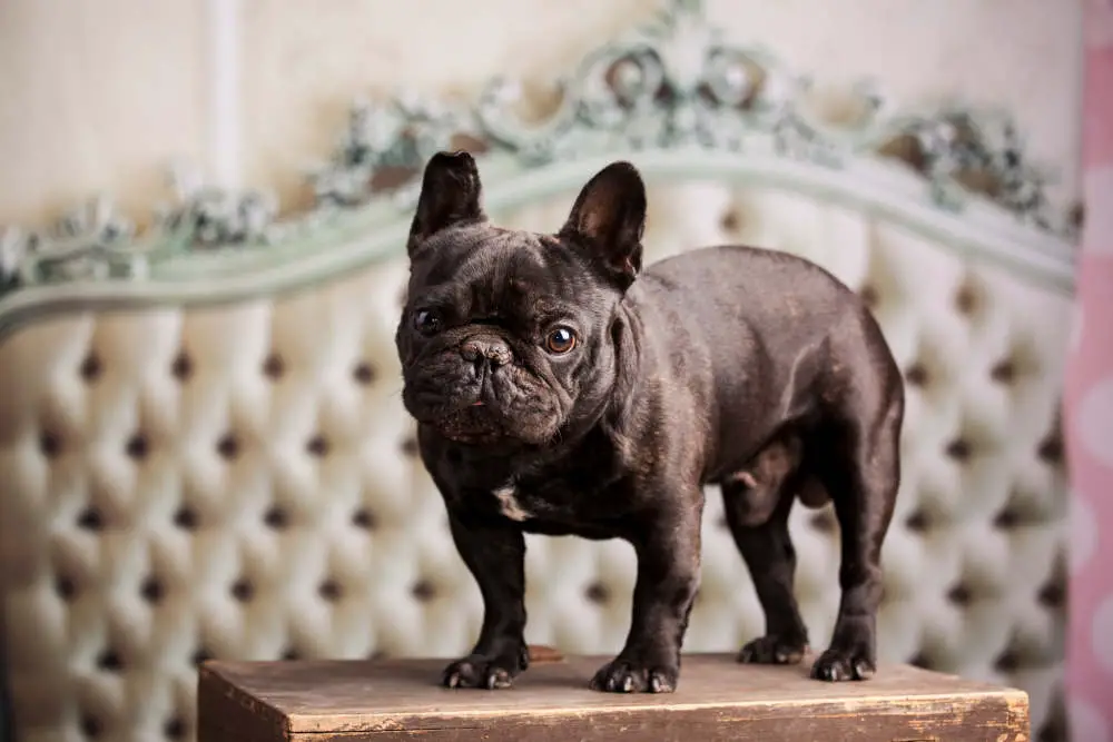 French Bulldog in front of vintage sofa