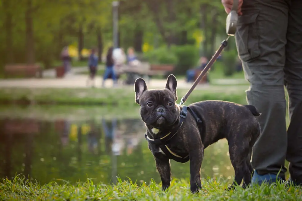 French Bulldog on leash in park