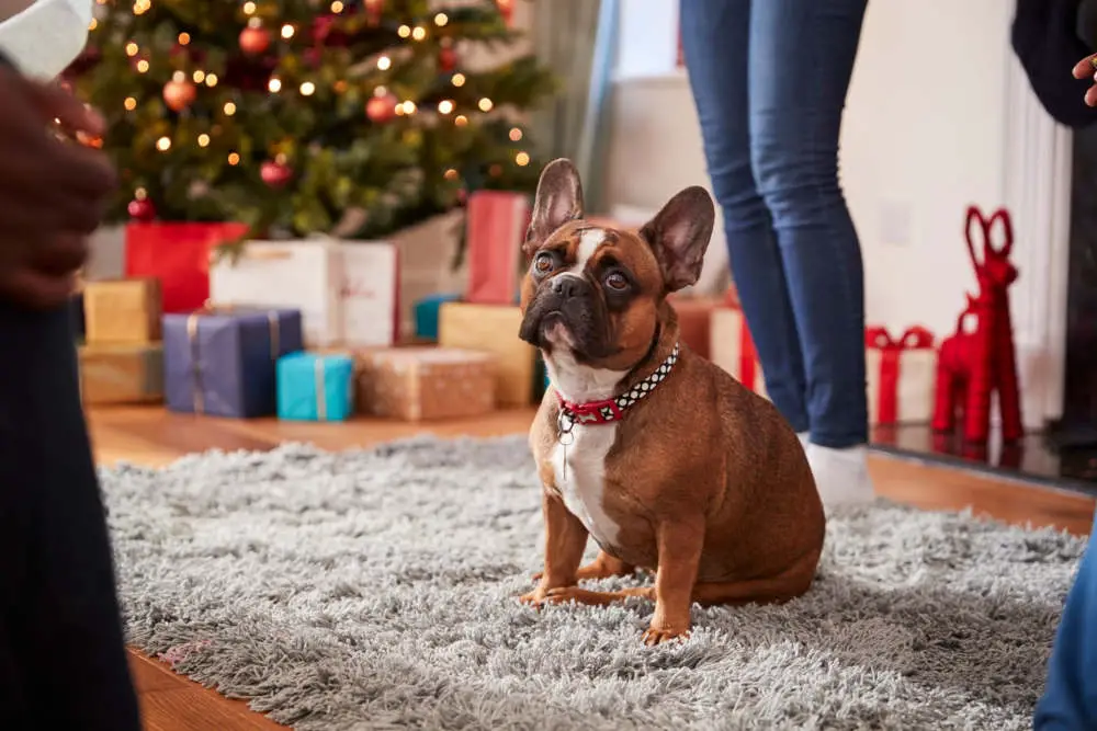 French Bulldog on a rug