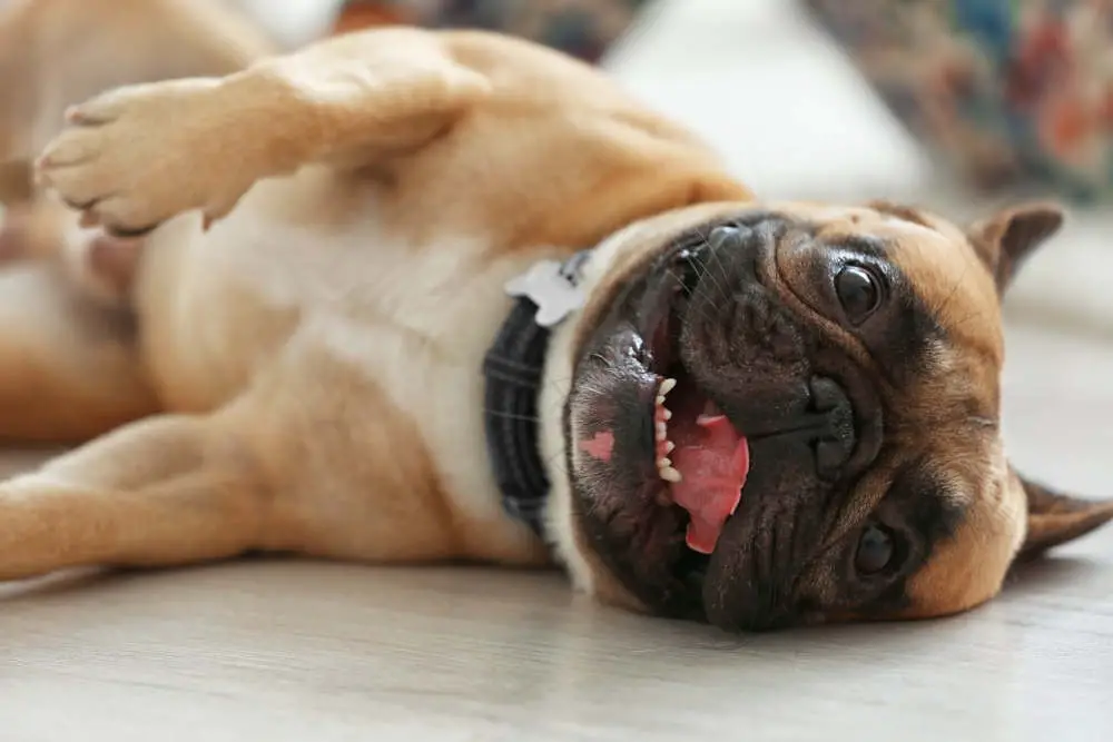French Bulldog smiling on floor