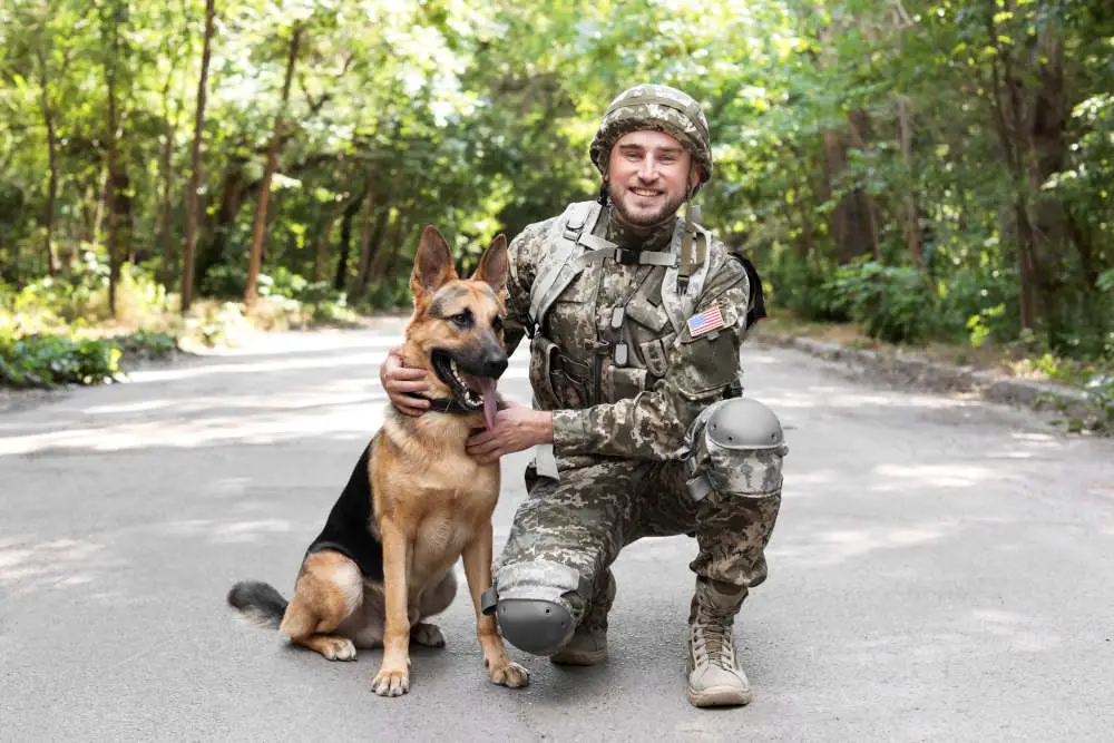 German Shepherd in military