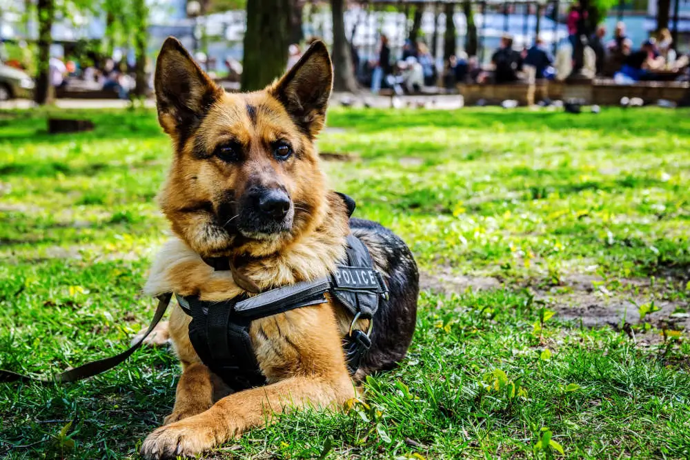 German Shepherd K9 Unit