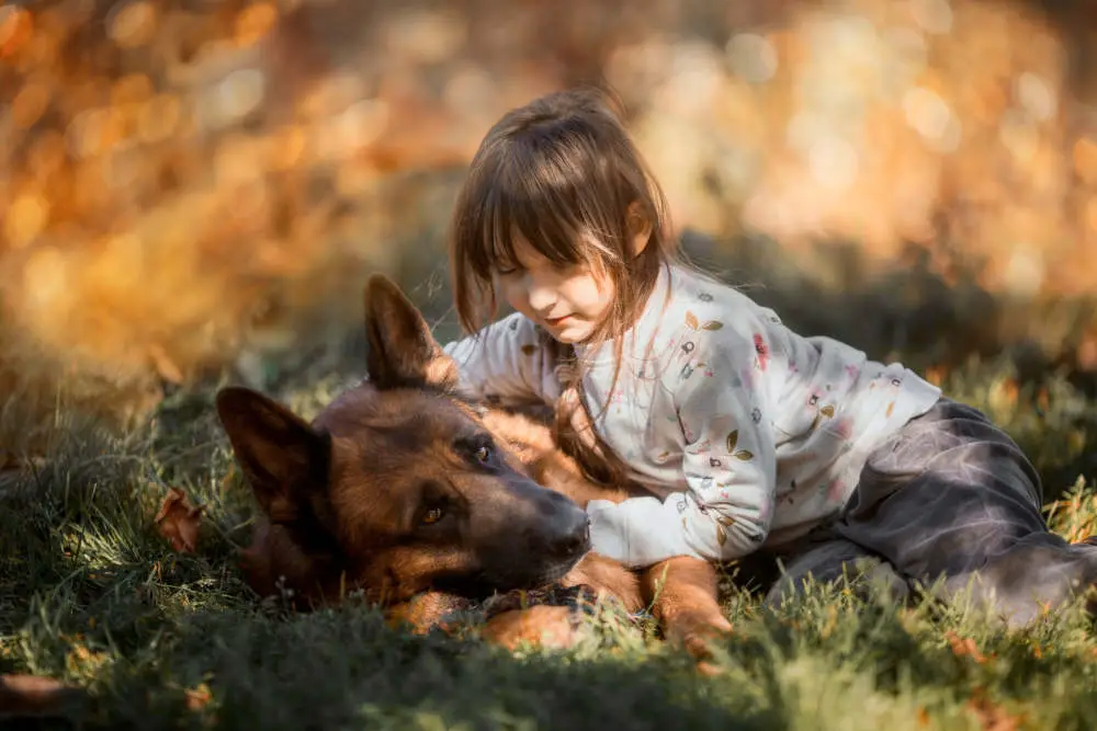 German Shepherd playing with little girl