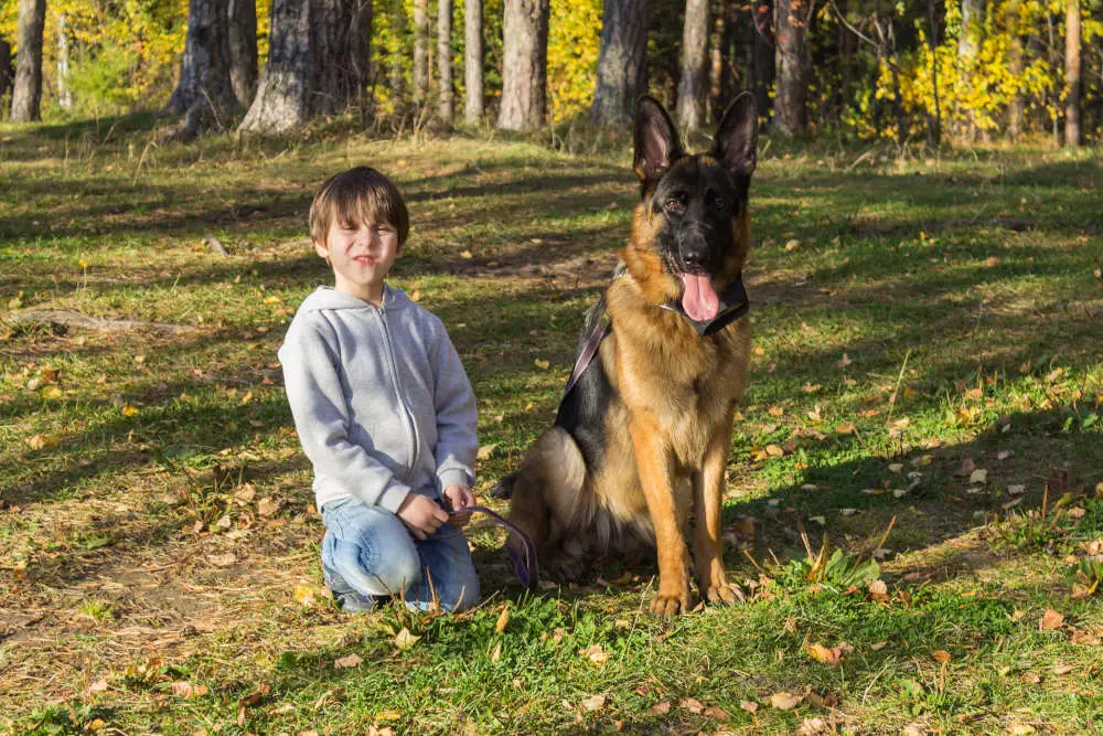 German Shepherd with young boy