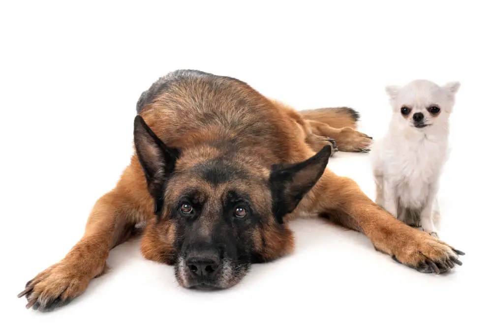 German Shepherd with Chihuahua