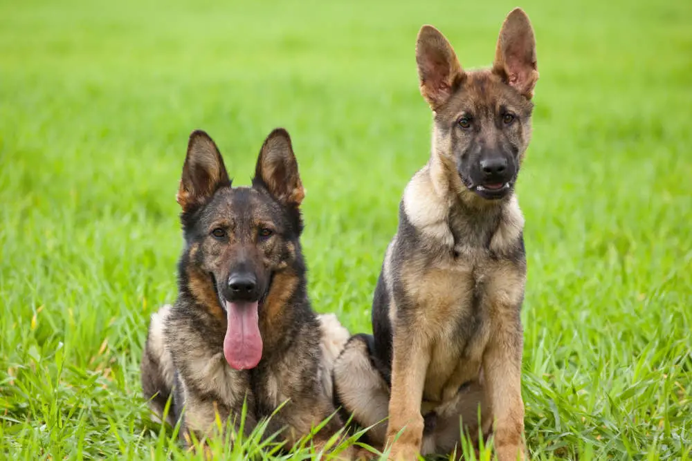 German Shepherds taking their time sitting in the grass