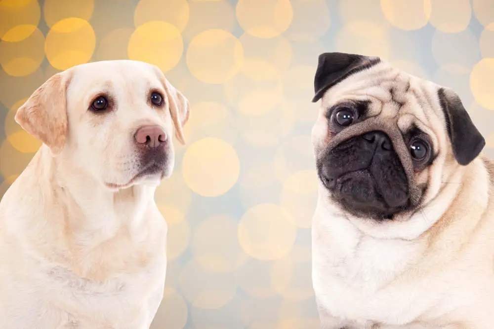 Golden Retriever and Pug