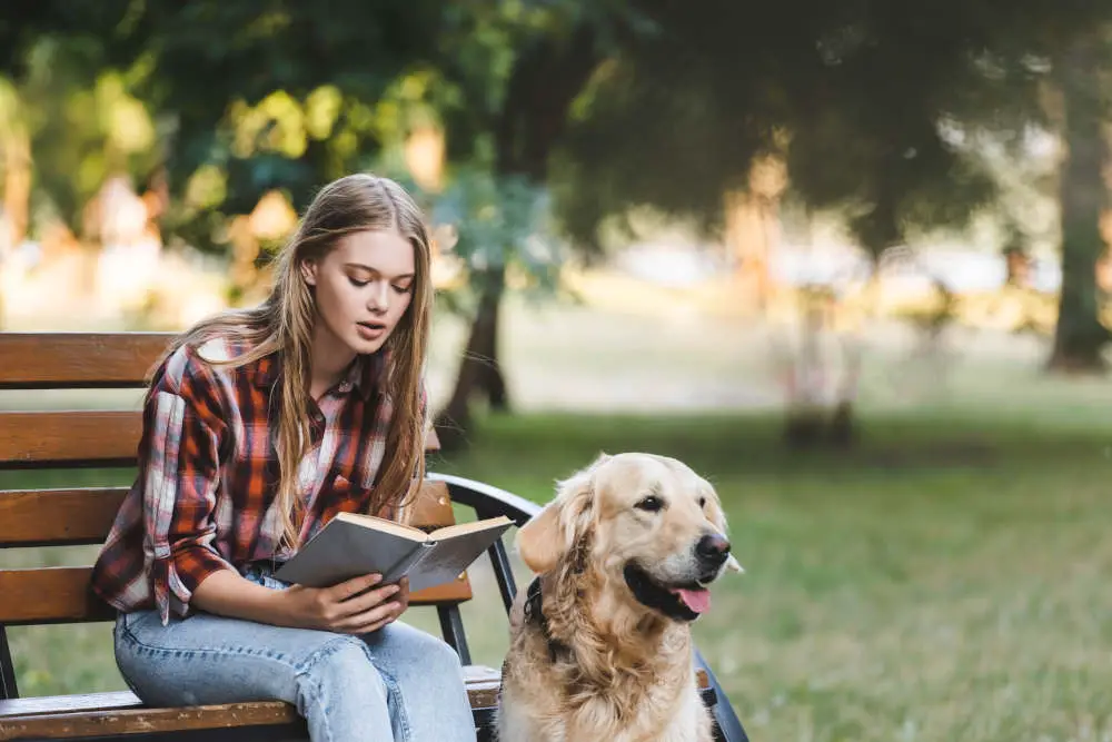 Golden Retriever at park with owner