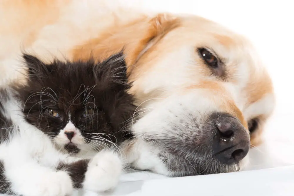 Golden Retriever cuddling with a cat