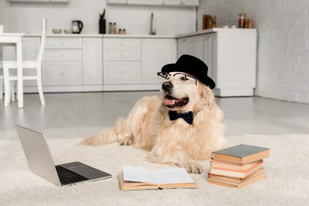 Golden Retriever working on computer with glasses and bow tie on