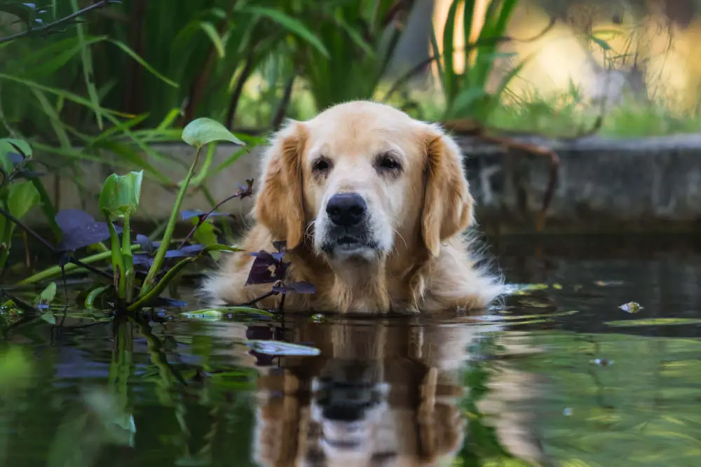 Golden Retriever in pond