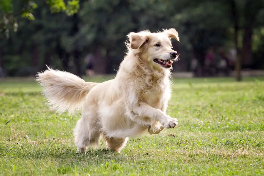 Golden Retriever playing in the yard