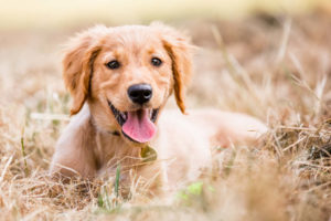 Golden Retriever puppy in grass