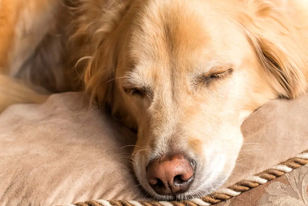 Sleeping Golden Retriever