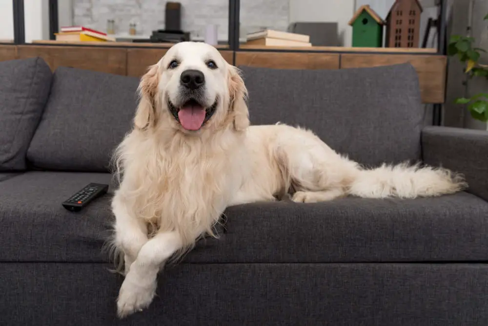 Golden Retriever smiling on couch