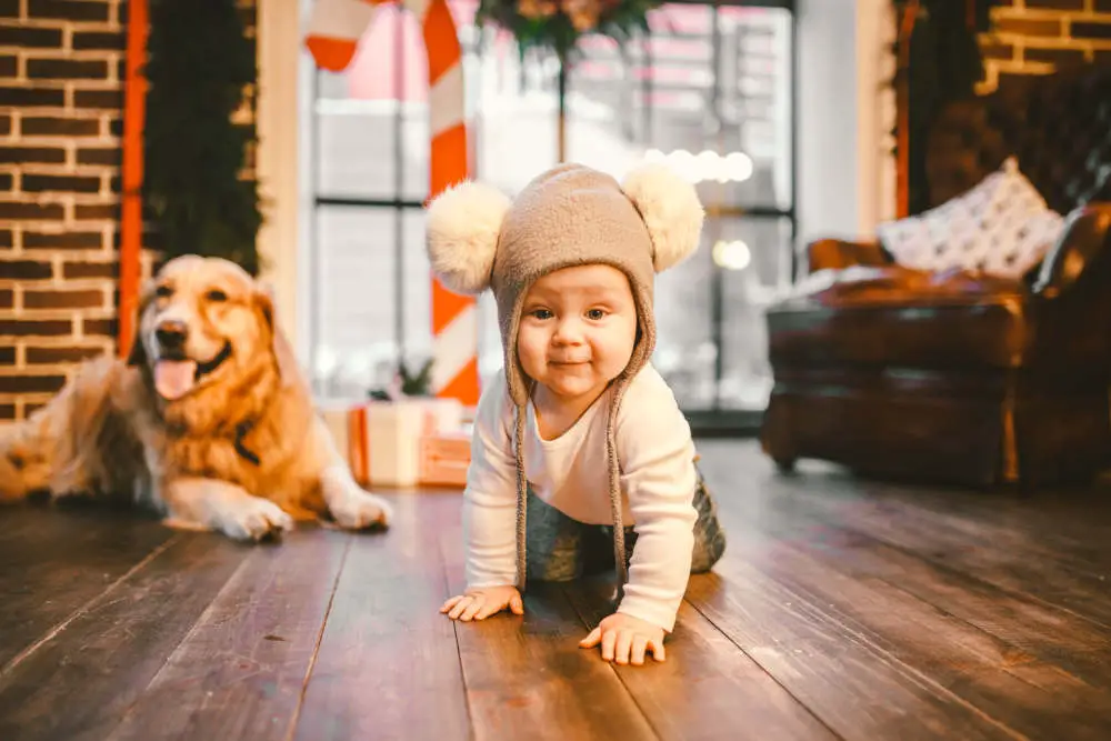 Golden Retriever watching young child