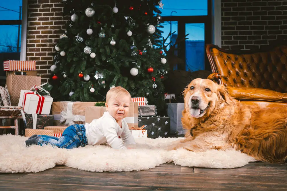 Golden Retriever with baby in front of Christmas tree