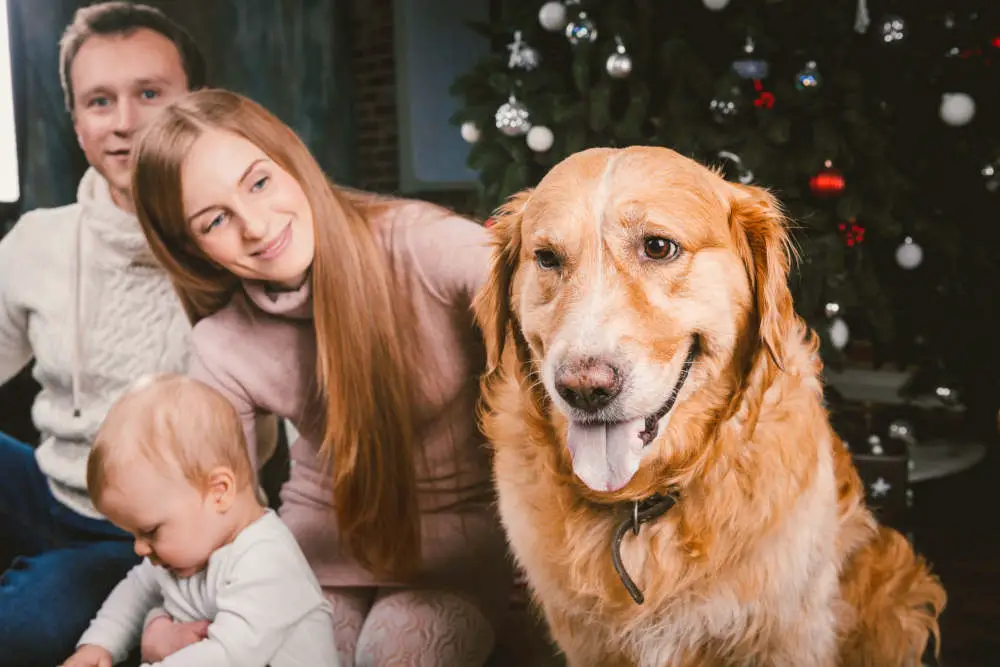 Golden Retriever posing with family