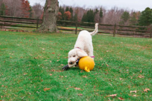 Goldendoodle playing in the yard