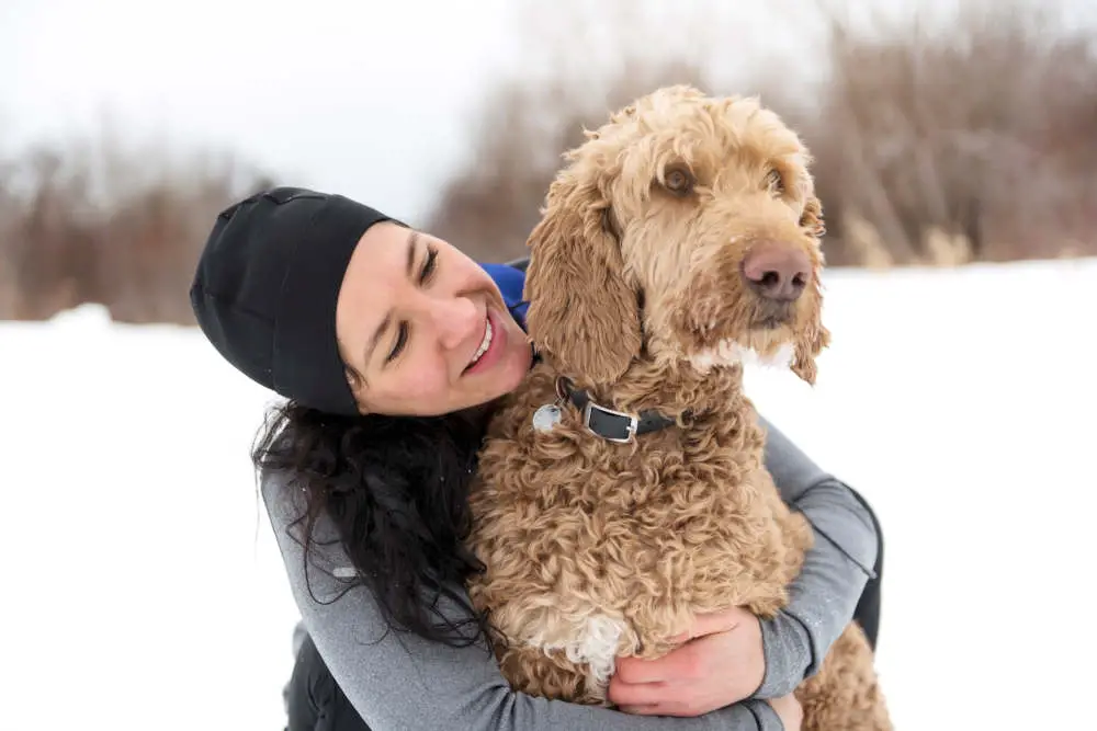 Goldendoodle with owner in snow