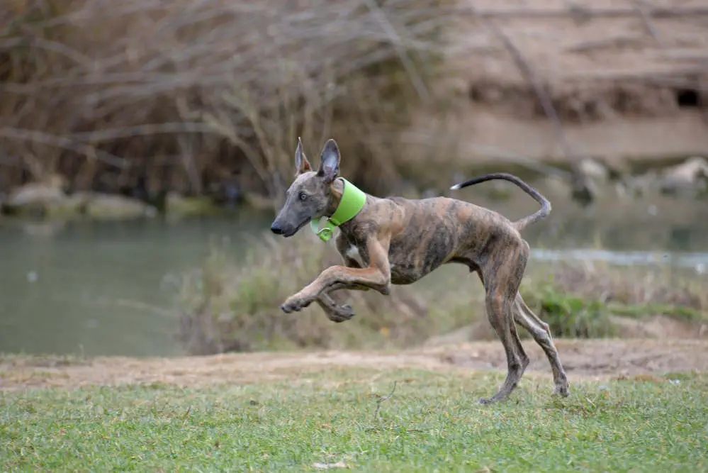 Greyhound running around outside