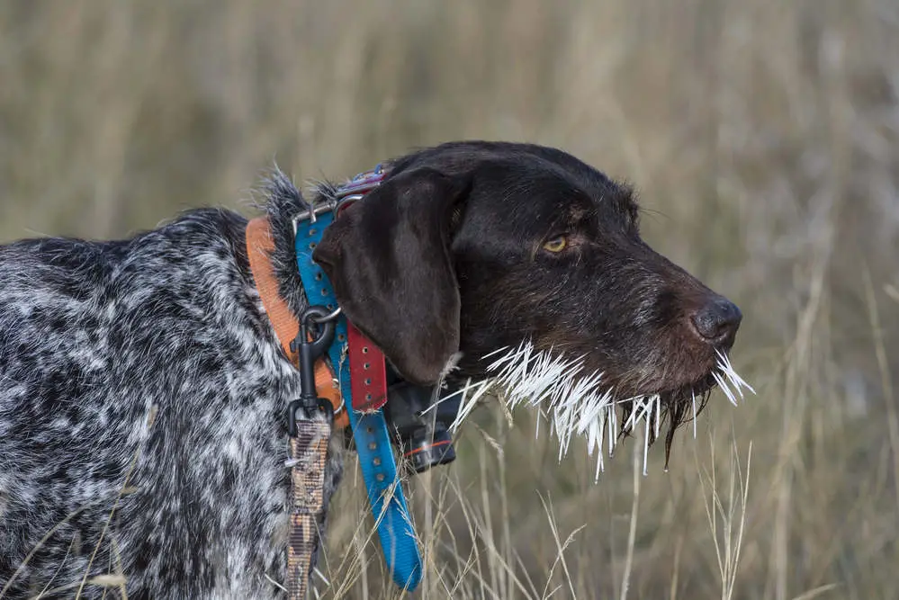 Hunting dog with porcupine quills in face