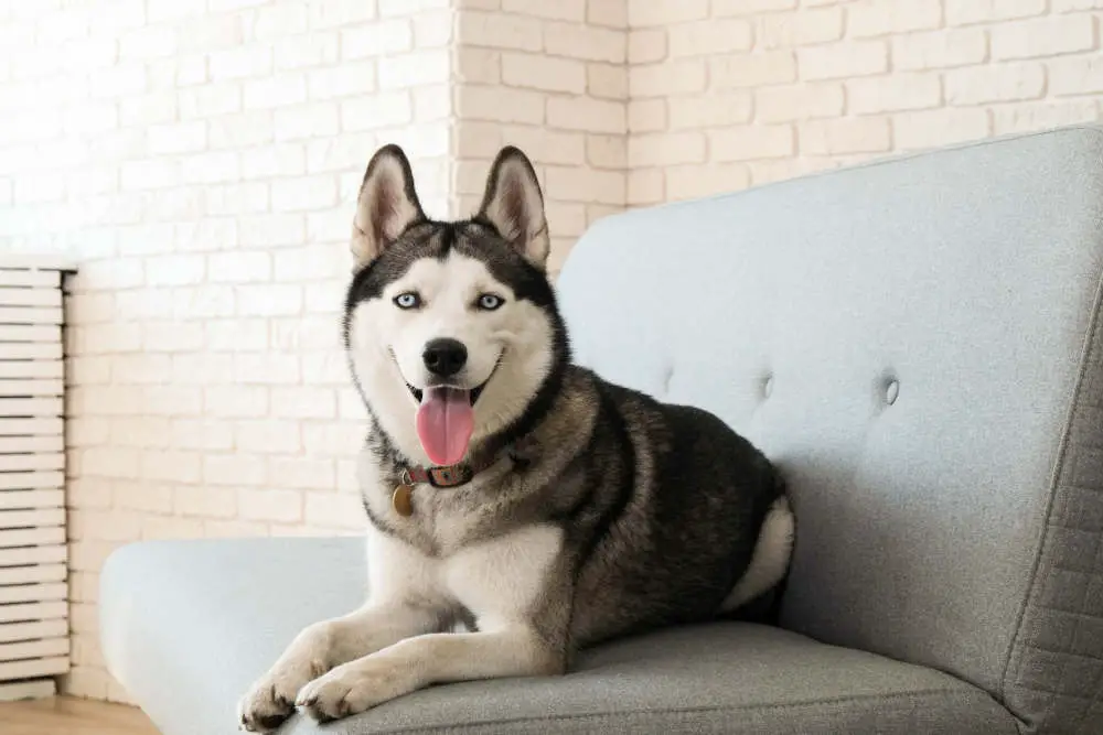 Husky sitting on couch in apartment next to window