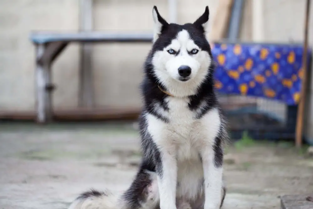 Husky looking mad