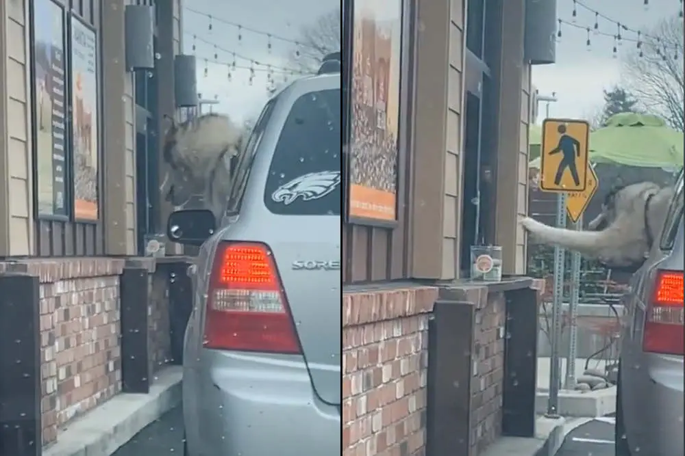 Husky demanding his puppacino