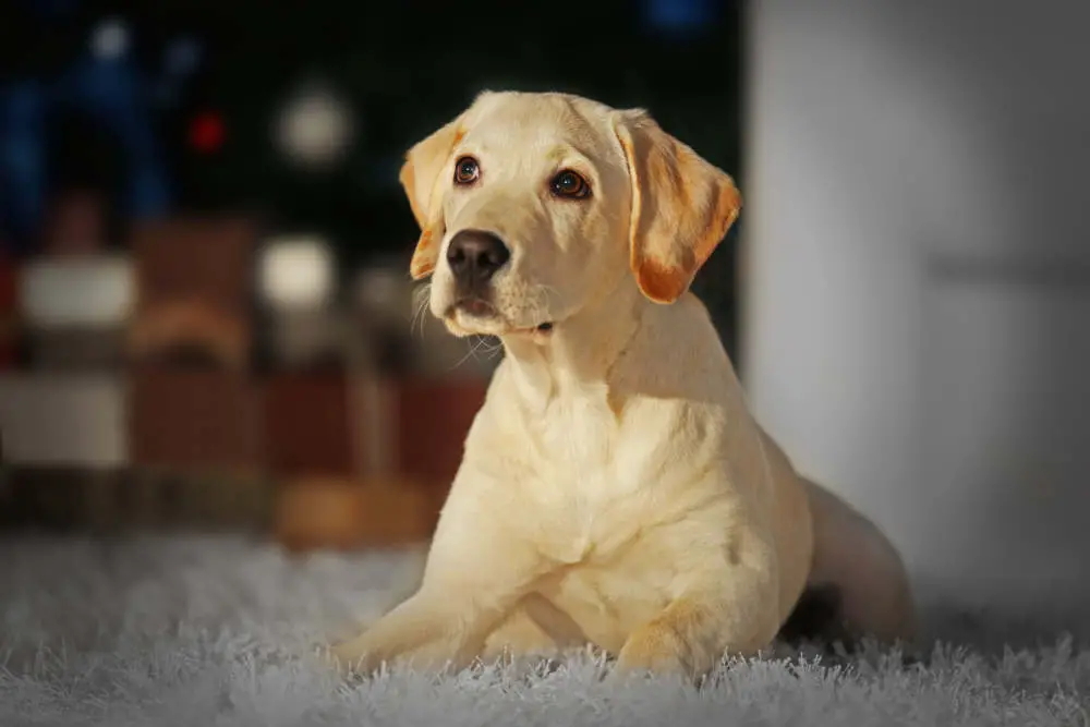 Labrador on floor