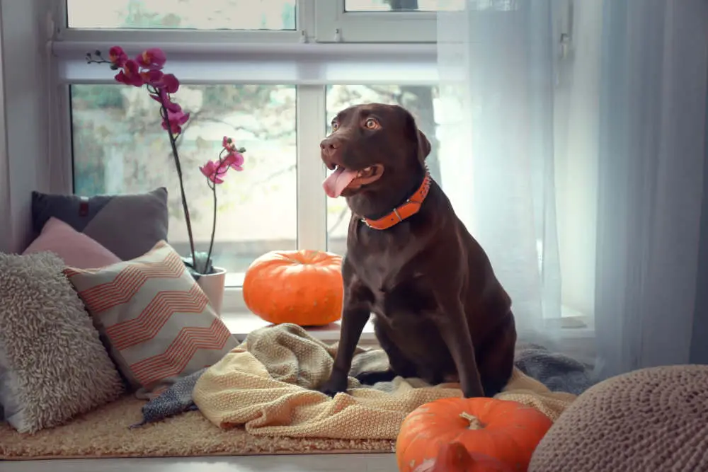 Labrador Retriever happy with pumpkin