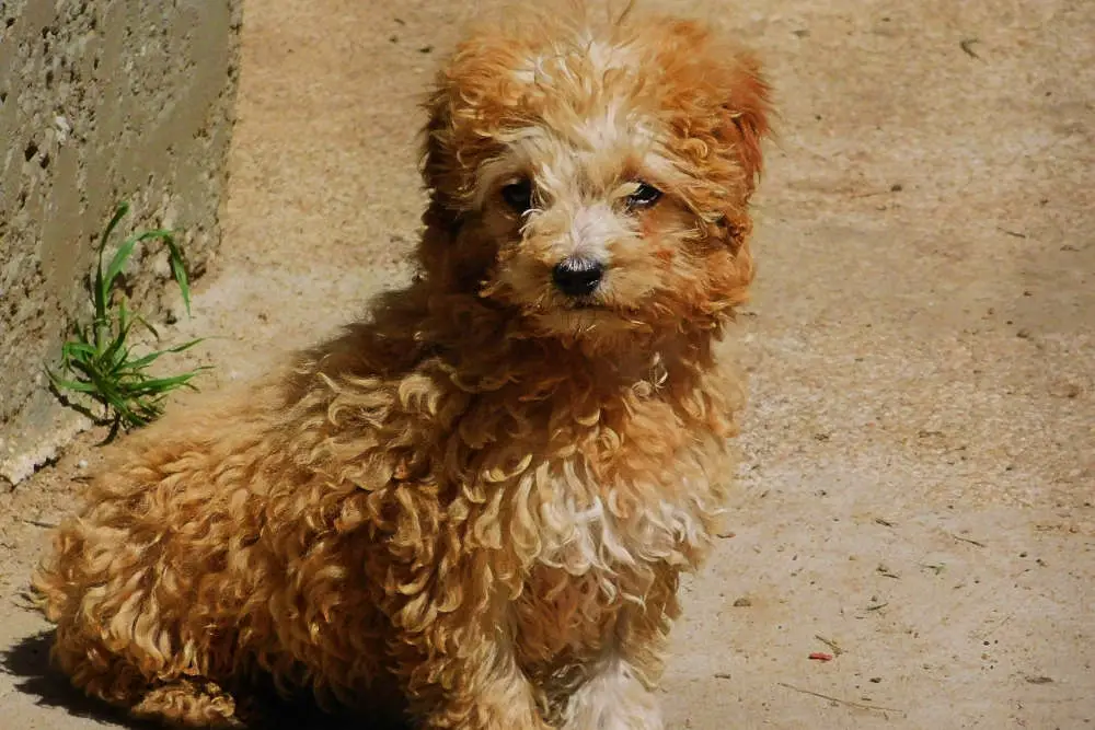 Mini Poodle sitting outside