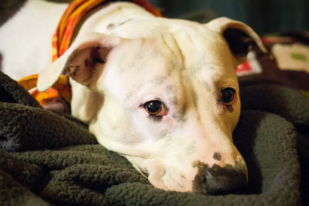 Pitbull being sad with head down