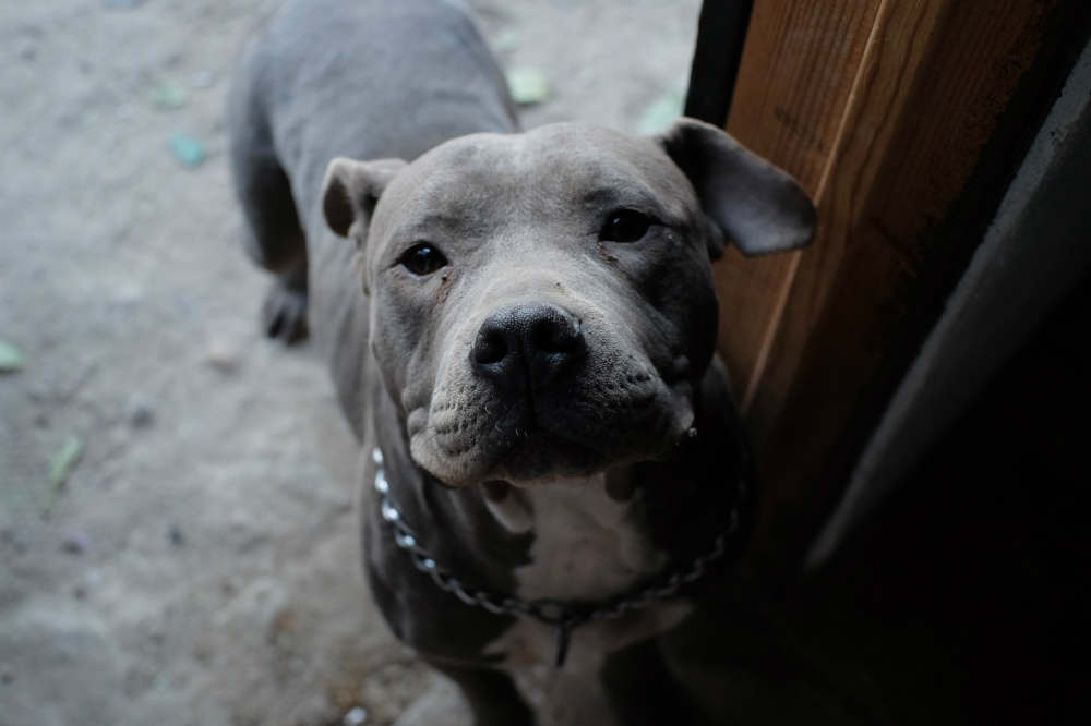 Pitbull standing in doorway