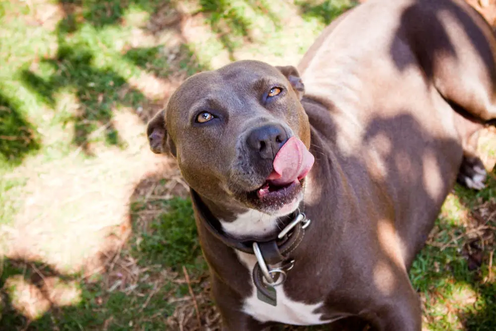 Pitbull licking lips