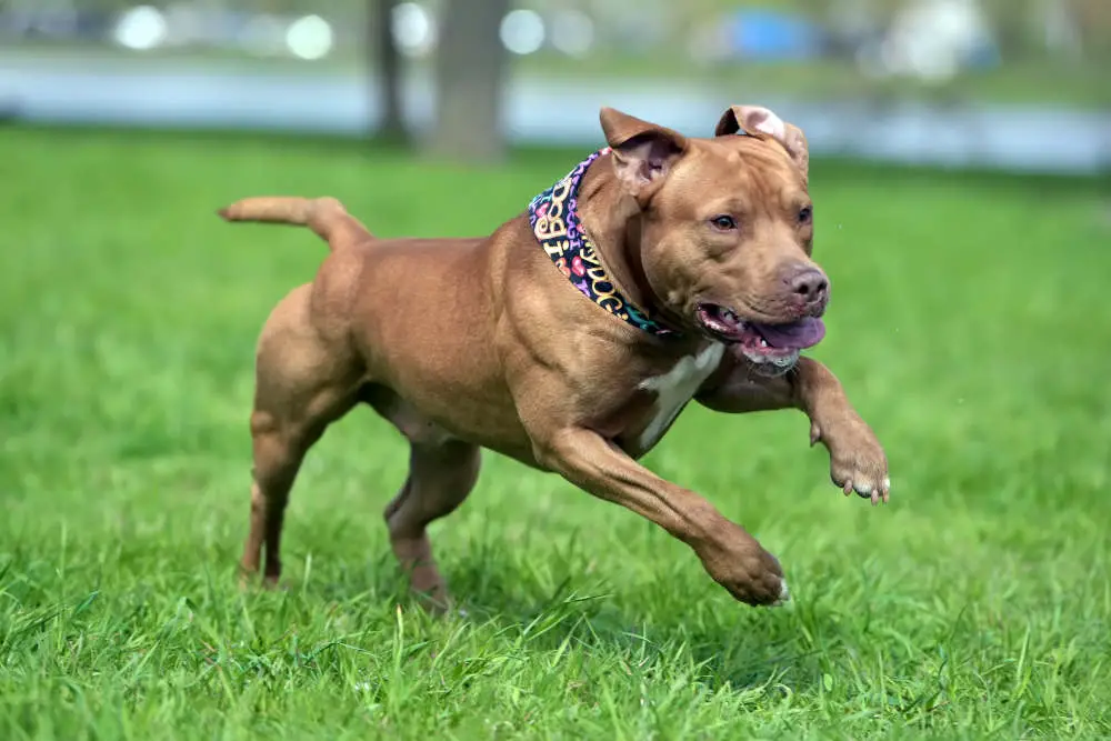 Pitbull playing in the yard