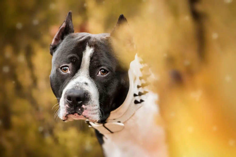 Pitbull sad at the park