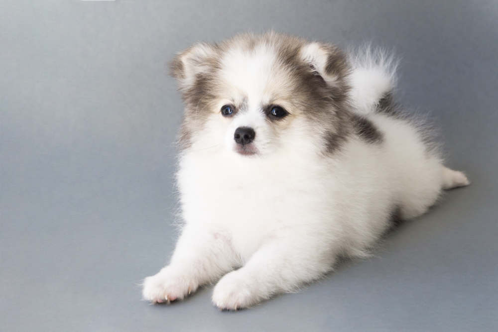 Pomeranian puppy posing
