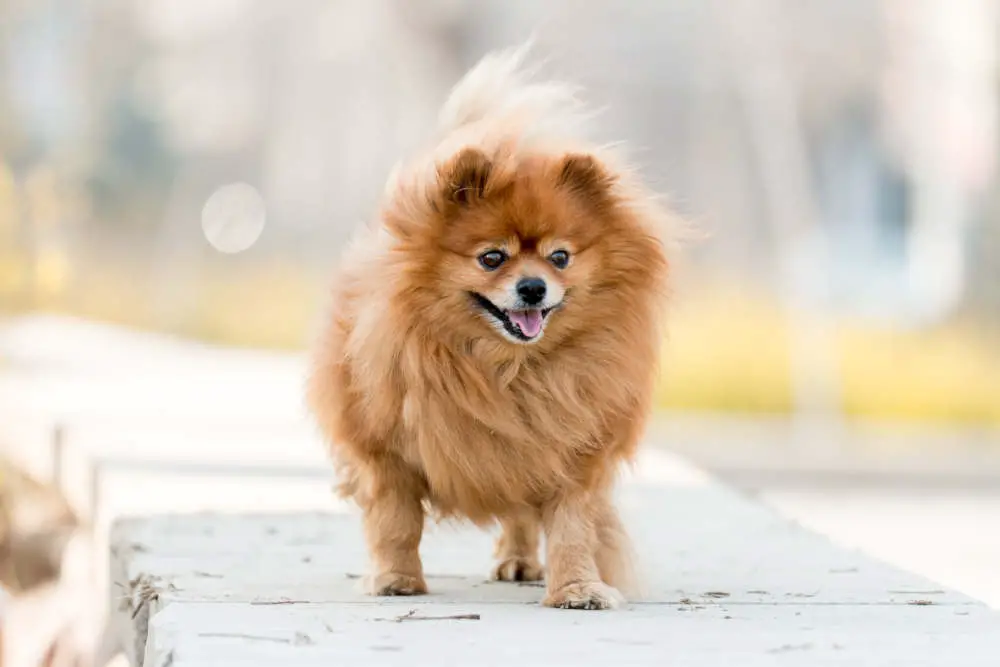 Pomeranian walking