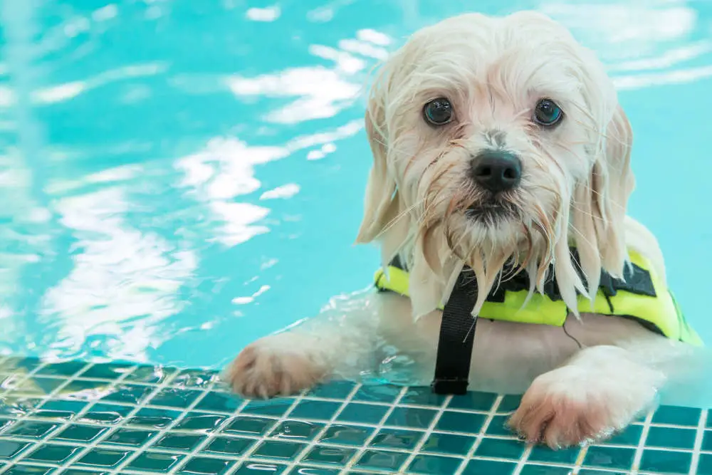 Poodle in pool