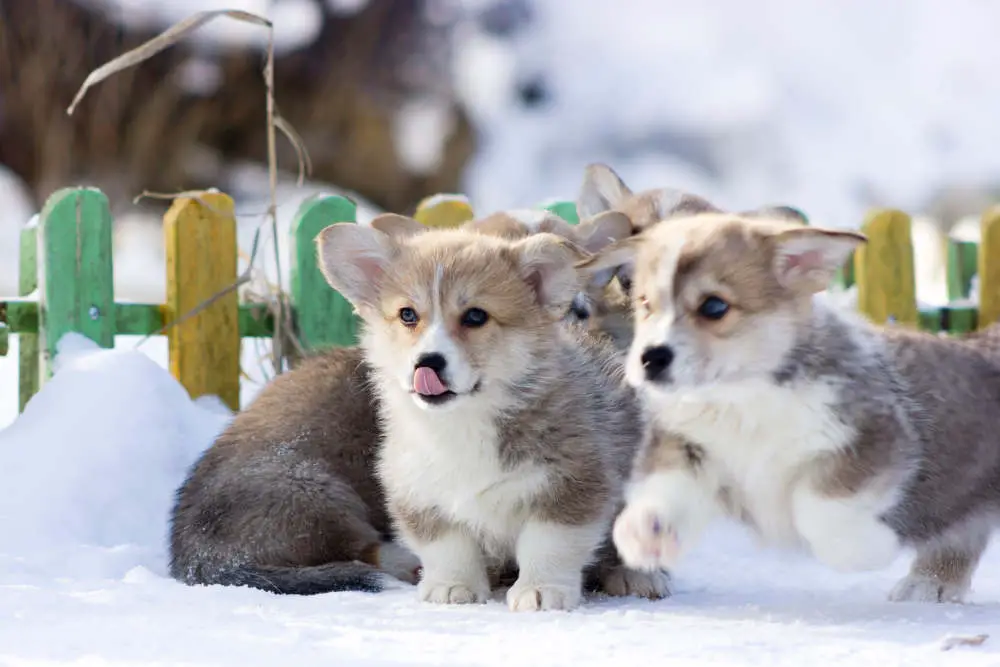 Puppies enjoying the snow