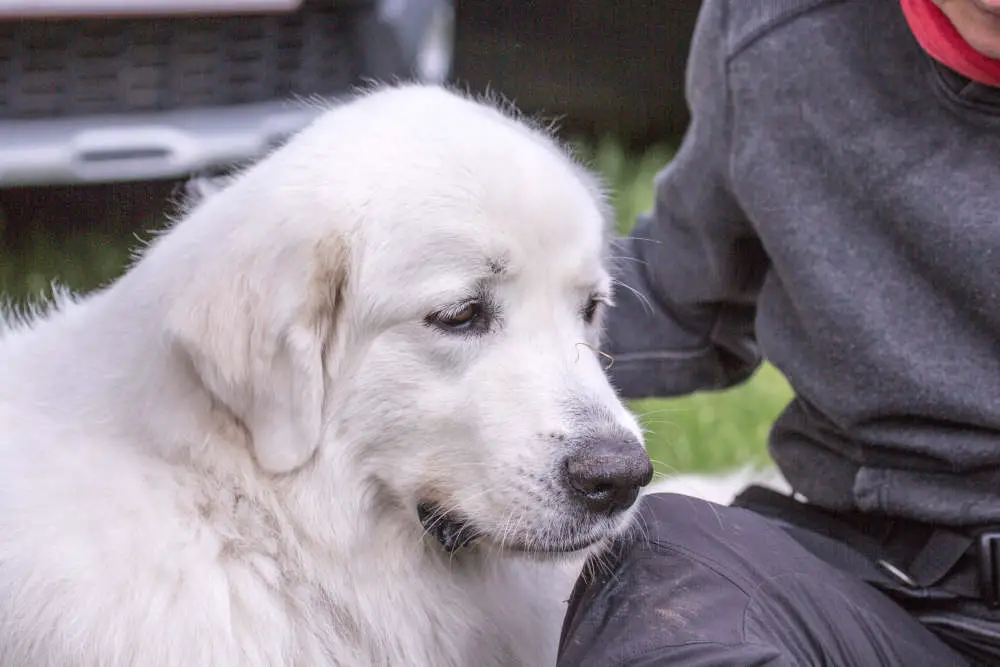 Pyrenees with sad look on face