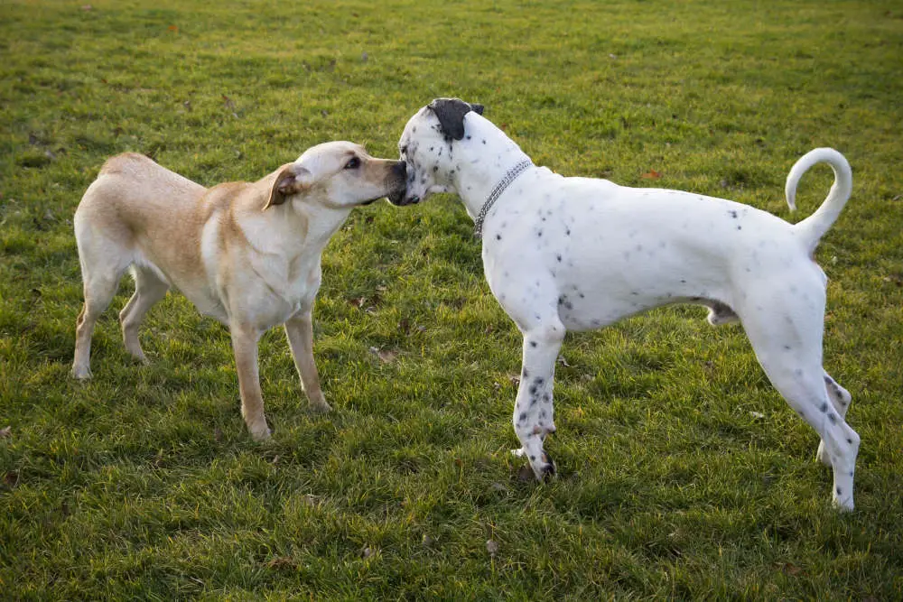 Retriever and Dalmatian bonding