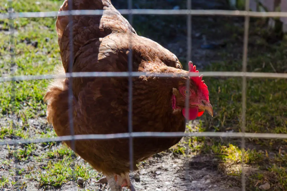 Rooster in fence