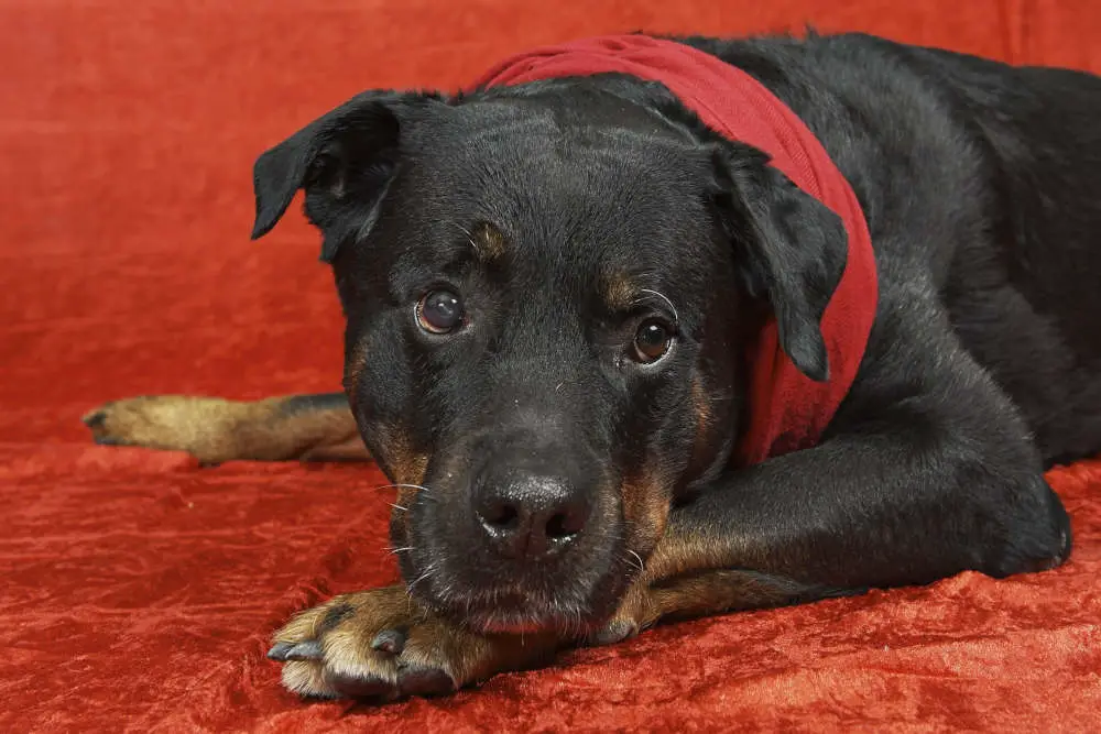 Rottweiler with red Christmas sweater