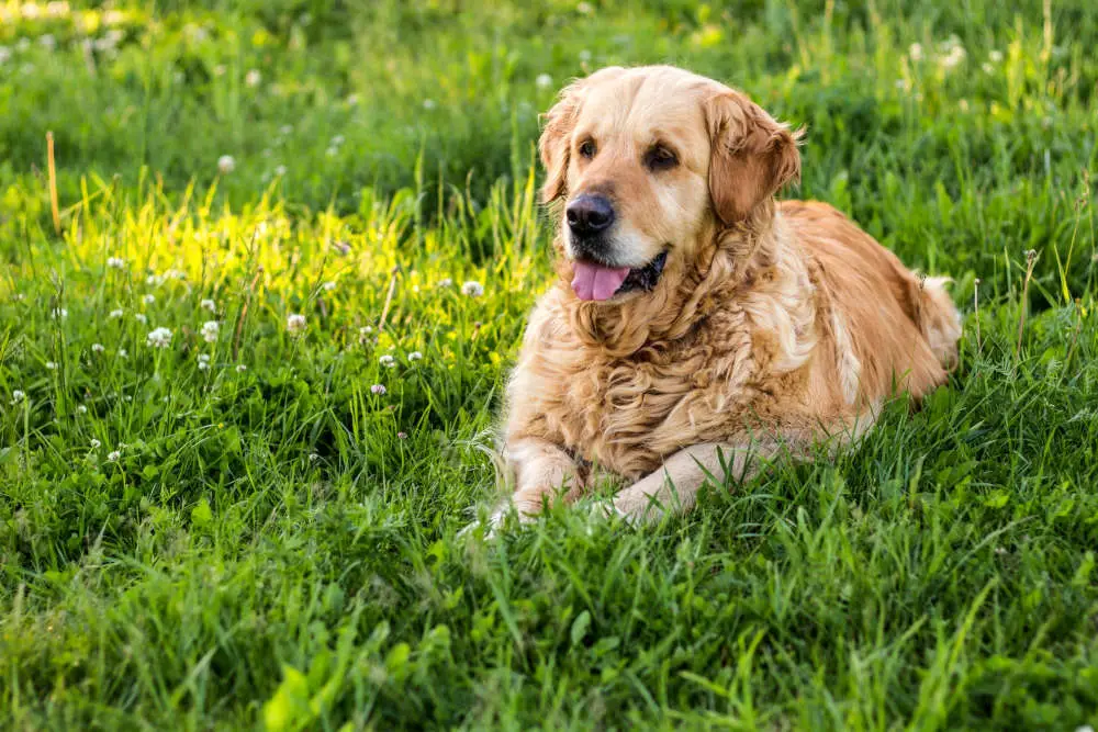 Senior Golden Retriever